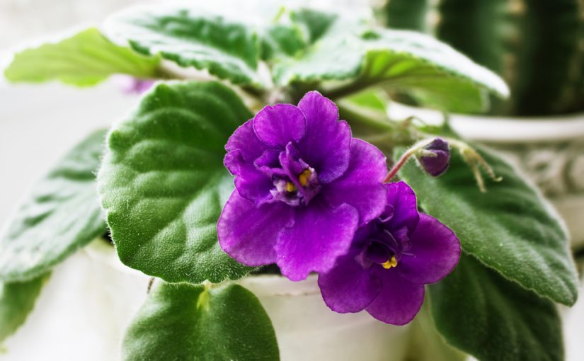 Potted African Violet Brightens the Kitchen