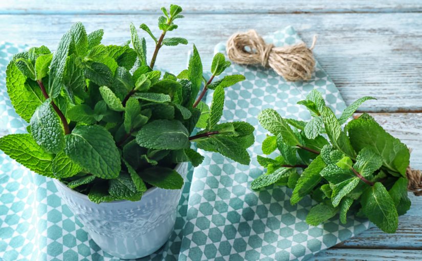 Outdoor Kitchens and Patios: 5 Culinary Herbs That That Naturally Repel Mosquitos