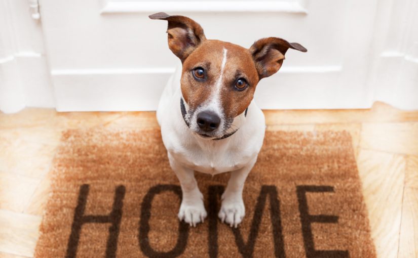 4 Tips For Keeping A Clean And Happy Home For You And Your Pet
