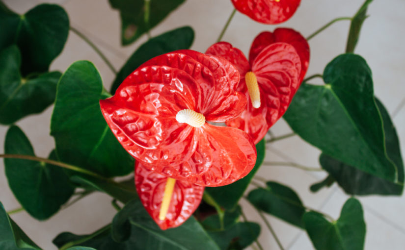 7 Tropical Houseplants To Help Beat The Winter Blues